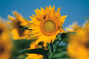 sunflower